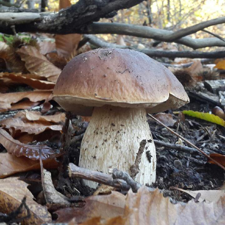 Le Mercou en Cévennes Saint-Martin-de-Boubaux Esterno foto
